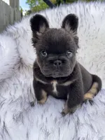 Shy Baby , a male French Bulldog for sale in Augusta, GA – 1 of 4