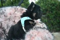 Mr. Confident , a male French Bulldog for sale in Augusta, GA – 5 of 7