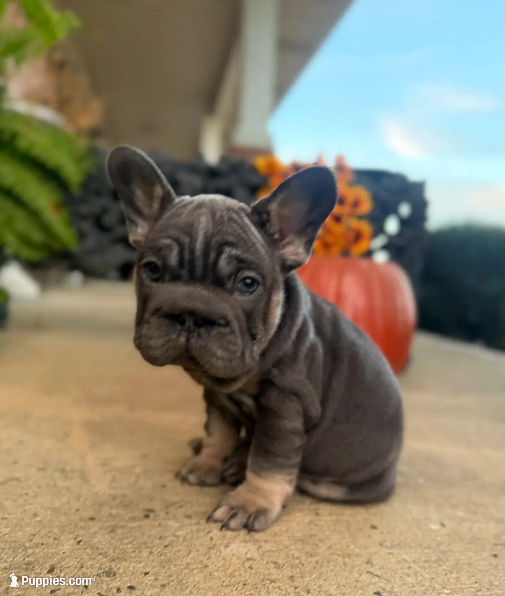 Sunshine | Blue and Tan Female Frenchie Puppy, a female French Bulldog for sale in Augusta, GA – 7 of 9