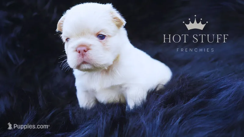 Polar Bear | French Bulldog Puppy | Fluffy | New Shade  – French Bulldog puppy for sale in Augusta, GA
