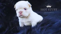 Polar Bear | French Bulldog Puppy | Fluffy | New Shade , a male French Bulldog for sale in Augusta, GA – 1 of 6