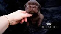 Kingpin | Rojo | Fluffy | French Bulldog , a male French Bulldog for sale in Augusta, GA – 2 of 4