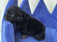Ace, a male French Bulldog for sale in Augusta, GA – 2 of 3