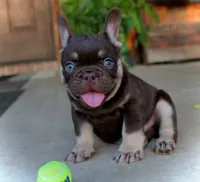 Gunner , a male French Bulldog for sale in Augusta, GA – 4 of 4