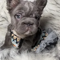 Martha May Whovier, a female French Bulldog for sale in Augusta, GA – Photo 5 of 5