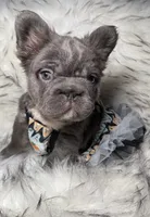 Martha May Whovier, a female French Bulldog for sale in Augusta, GA – Photo 5 of 5