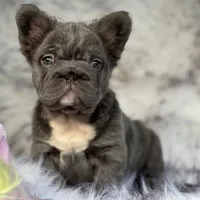 Martha May Whovier, a female French Bulldog for sale in Augusta, GA – Photo 2 of 5