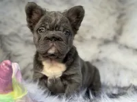 Martha May Whovier, a female French Bulldog for sale in Augusta, GA – Photo 2 of 5