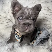 Martha May Whovier, a female French Bulldog for sale in Augusta, GA – Photo 1 of 5