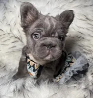 Martha May Whovier, a female French Bulldog for sale in Augusta, GA – Photo 1 of 5