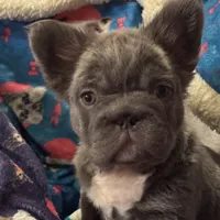 Martha May Whovier, a female French Bulldog for sale in Augusta, GA – Photo 3 of 5