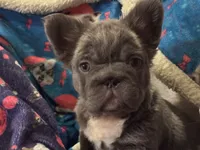 Martha May Whovier, a female French Bulldog for sale in Augusta, GA – Photo 3 of 5