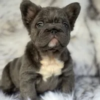 Martha May Whovier, a female French Bulldog for sale in Augusta, GA – Photo 4 of 5