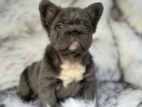 Martha May Whovier, a female French Bulldog for sale in Augusta, GA – Photo 4 of 5