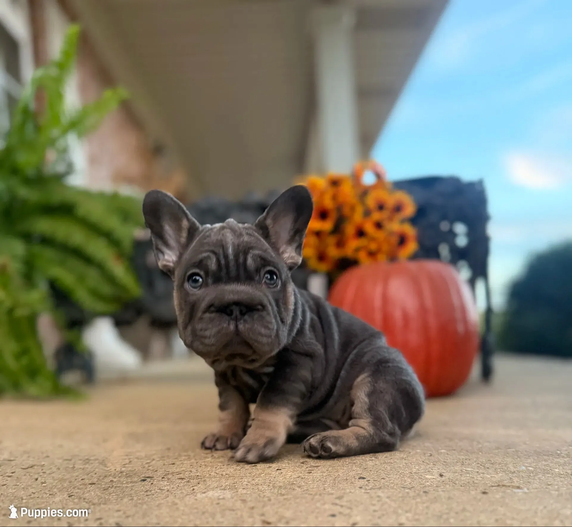 Sunshine | Blue and Tan Female Frenchie Puppy, a female French Bulldog for sale in Augusta, GA – 2 of 9
