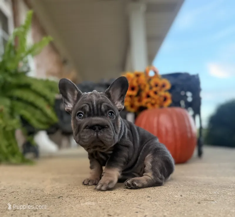 Sunshine | Blue and Tan Female Frenchie Puppy – French Bulldog puppy for sale in Augusta, GA