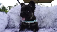 Shy Baby | AKC Registered Fluffy French Bulldog Puppy | Ready Now, a male French Bulldog for sale in Augusta, GA – 7 of 7
