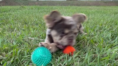 Cash | Rojo Merle Fluffy  Frenchie Puppy | Ready Now, a male French Bulldog for sale in Augusta, GA – 7 of 10