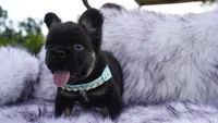 Shy Baby | AKC Registered Fluffy French Bulldog Puppy | Ready Now, a male French Bulldog for sale in Augusta, GA – 5 of 7
