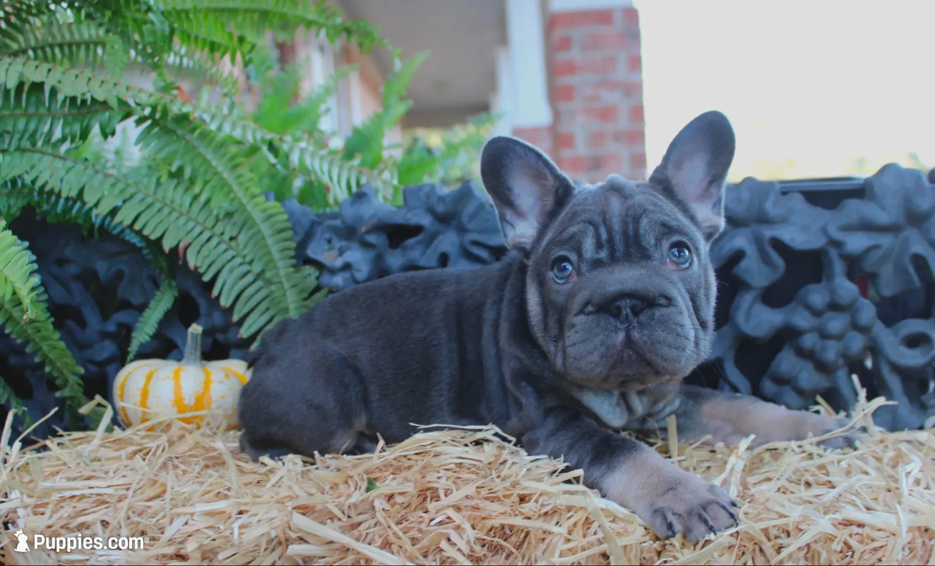 Sunshine | Blue and Tan Female Frenchie Puppy, a female French Bulldog for sale in Augusta, GA – 1 of 9