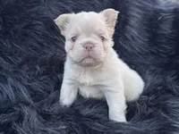 Polar Bear | French Bulldog Puppy | Fluffy | New Shade , a male French Bulldog for sale in Augusta, GA – 2 of 6