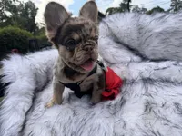 Cash , a male French Bulldog for sale in Augusta, GA – 4 of 4