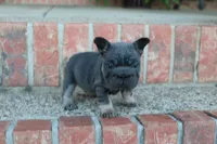 Sunshine | Blue and Tan Female Frenchie Puppy, a female French Bulldog for sale in Augusta, GA – 6 of 7