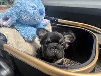 Mr. Confident , a male French Bulldog for sale in Augusta, GA – 7 of 9