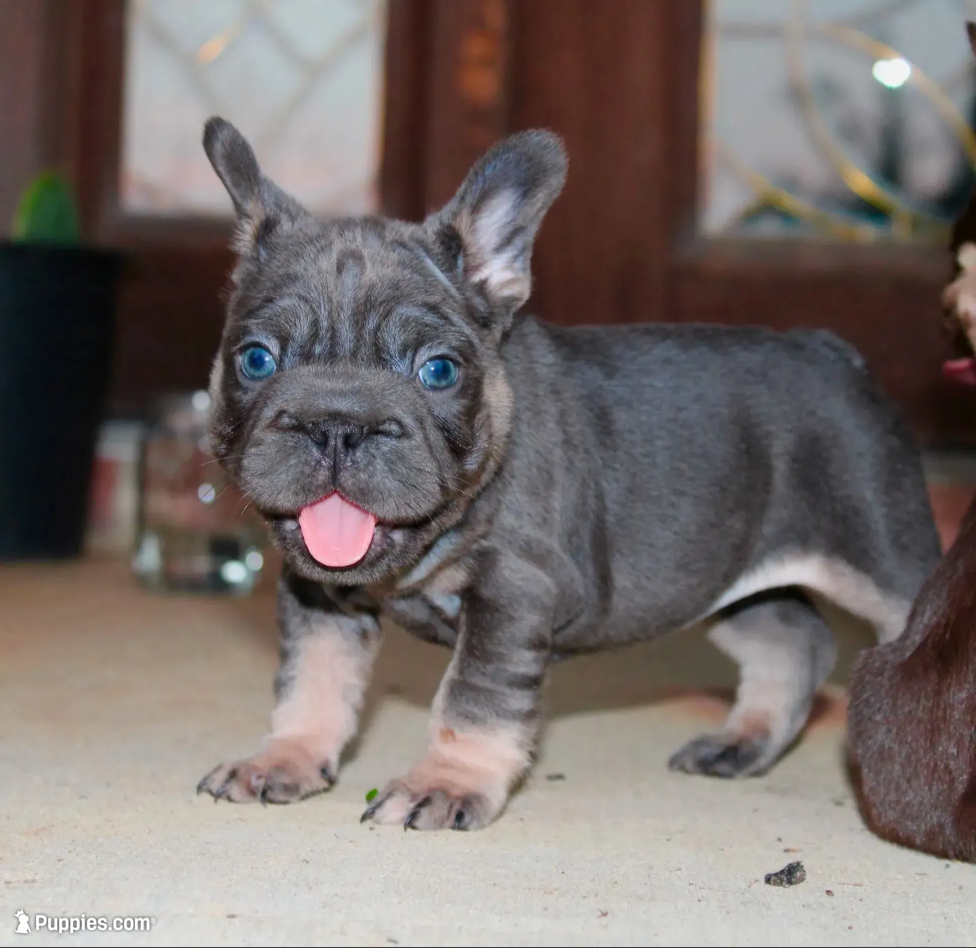 Sunshine | Blue and Tan Female Frenchie Puppy, a female French Bulldog for sale in Augusta, GA – 4 of 9