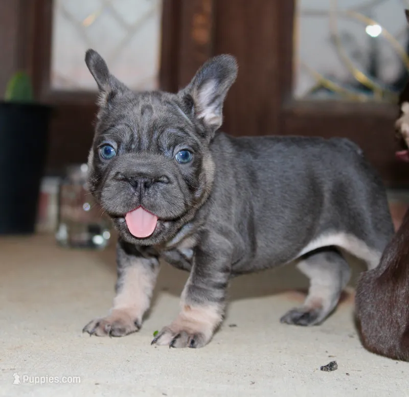 Sunshine | Blue and Tan Female Frenchie Puppy – French Bulldog puppy for sale in Augusta, GA