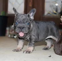 Sunshine | Blue and Tan Female Frenchie Puppy, a female French Bulldog for sale in Augusta, GA – 1 of 7