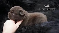 Kingpin | Rojo | Fluffy | French Bulldog , a male French Bulldog for sale in Augusta, GA – 4 of 4