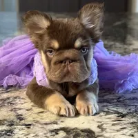 Daisy Duke, a female French Bulldog for sale in Augusta, GA – Photo 8 of 8