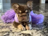 Daisy Duke, a female French Bulldog for sale in Augusta, GA – Photo 8 of 8