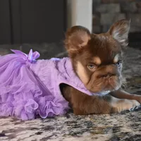 Daisy Duke, a female French Bulldog for sale in Augusta, GA – Photo 4 of 8