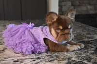 Daisy Duke, a female French Bulldog for sale in Augusta, GA – Photo 4 of 8