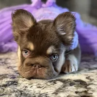 Daisy Duke, a female French Bulldog for sale in Augusta, GA – Photo 7 of 8