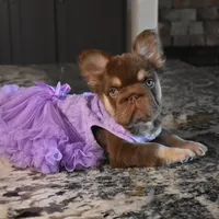 Daisy Duke, a female French Bulldog for sale in Augusta, GA – Photo 5 of 8