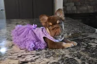 Daisy Duke, a female French Bulldog for sale in Augusta, GA – Photo 5 of 8