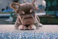 Daisy Duke, a female French Bulldog for sale in Augusta, GA – Photo 6 of 8