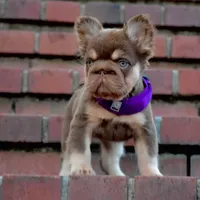 Daisy Duke, a female French Bulldog for sale in Augusta, GA – Photo 2 of 8