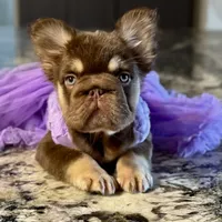 Daisy Duke, a female French Bulldog for sale in Augusta, GA – Photo 1 of 8