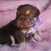 Daisy Duke, a female French Bulldog for sale in Augusta, GA – Photo 3 of 8