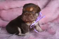 Daisy Duke, a female French Bulldog for sale in Augusta, GA – Photo 3 of 8