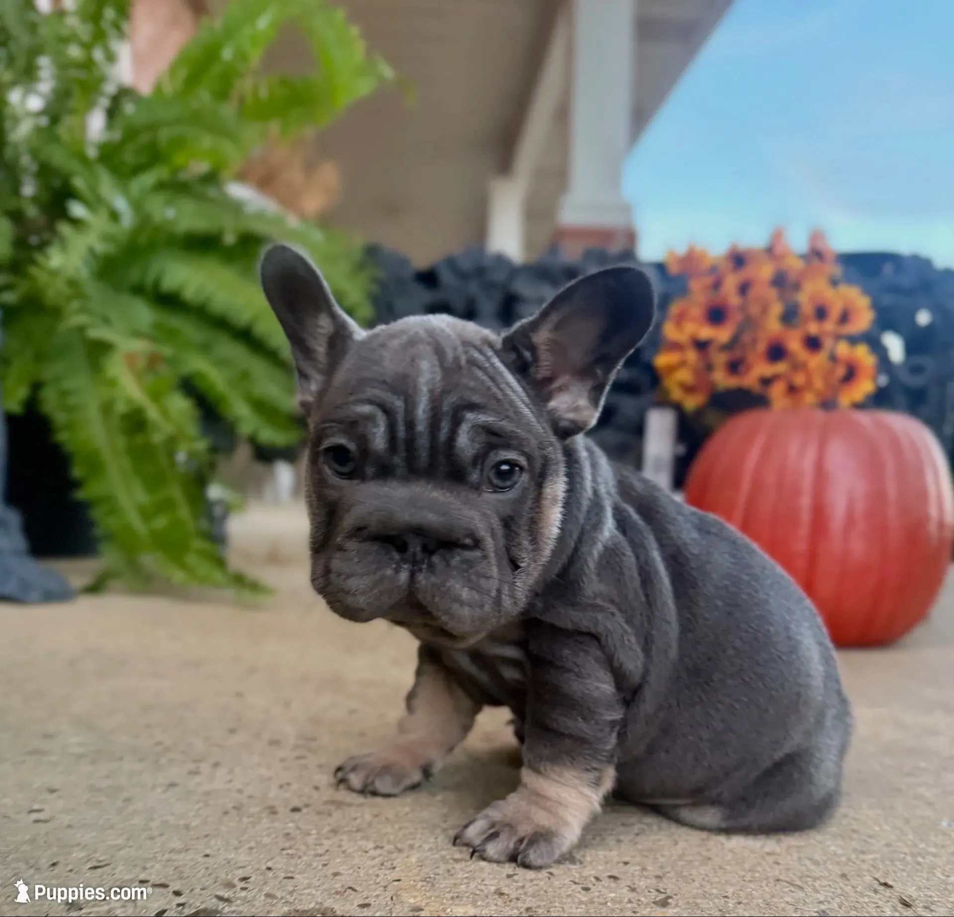 Sunshine | Blue and Tan Female Frenchie Puppy, a female French Bulldog for sale in Augusta, GA – 6 of 9