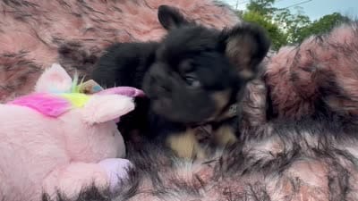 Mr. Confident , a male French Bulldog for sale in Augusta, GA – 6 of 7