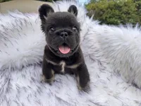 Shy Baby , a male French Bulldog for sale in Augusta, GA – 3 of 4