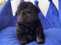 Maverick, a male French Bulldog for sale in Augusta, GA – 3 of 4