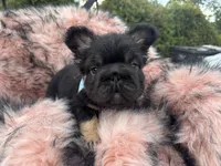 Mr. Confident , a male French Bulldog for sale in Augusta, GA – 2 of 7