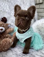 Baby Burberry , a female French Bulldog for sale in Augusta, GA – Photo 4 of 5